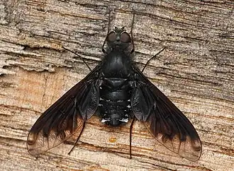 Description de cette image, également commentée ci-après