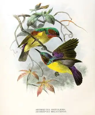 Description de l'image Anthreptes rhodolaemus, malacensis Keulemans .jpg.