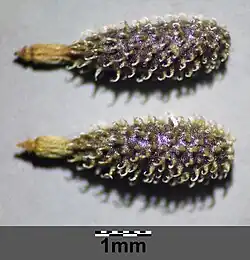 Fruits d'Anthrisque commun (Anthriscus caucalis).