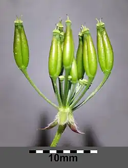 Fruits immatures de Cerfeuil sauvage (Anthriscus sylvestris).