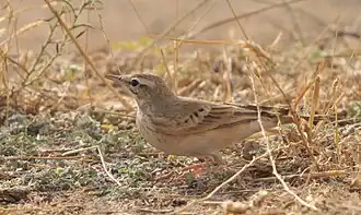 Oiseau couleur jaune sable, posé au sol, se confondant avec l'arrière-plan de terre et herbes sèches de mêmes couleurs.