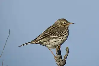 Pipit farlouse.