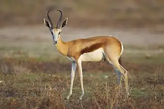 Gazelle dans une savane.