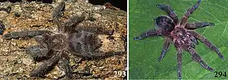 Description de l'image Antillena rickwesti (10.3897-zookeys.659.10717) Figures 293–294.jpg.