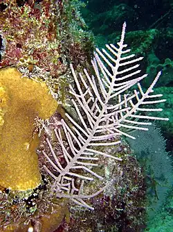 Antillogorgia bipinnata&nbsp;(en)