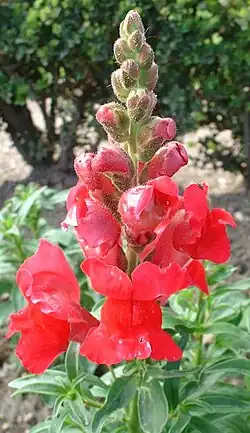 Muflier « Sonnet » Fleurs carmin.