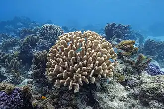 Photo de poissons bleutés autour d'un corail