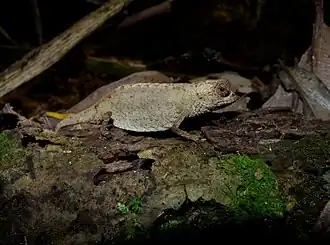 Description de l'image Antongil Leaf Chameleon, Nosy Mangabe, Madagascar (3899499361) (2).jpg.