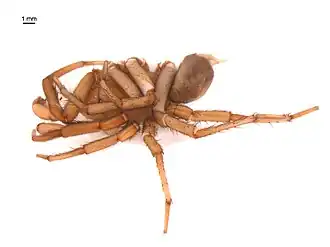 Description de l'image Antrodiaetus cerberus 3.jpg.