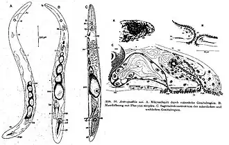Description de l'image Antroposthia axi.jpg.