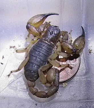 Description de l'image AnuroctonusPococki 3684.jpg.