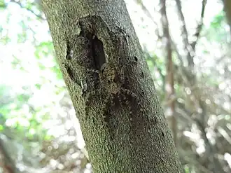 Description de l'image Anyphops species Selenopidae IMG 7180.JPG.