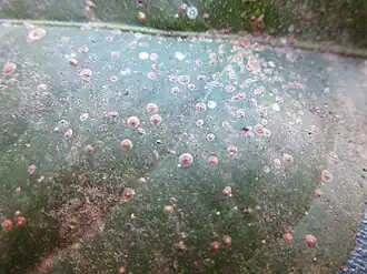 Description de l'image Aonidiella aurantii.JPG.