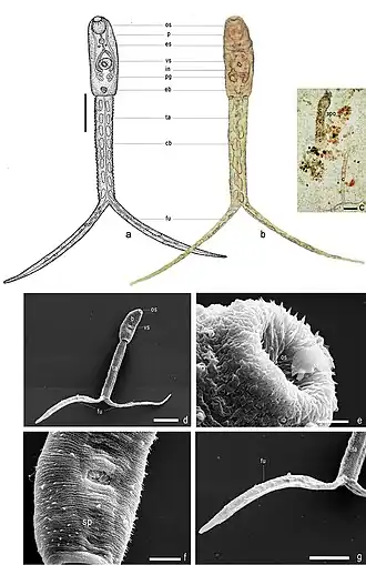 Description de l'image Apatemon gracilis (10.3897-zse.90.7306) Figure 15.jpg.