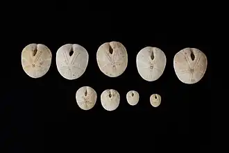 Apatopygus recens (tests nettoyés).