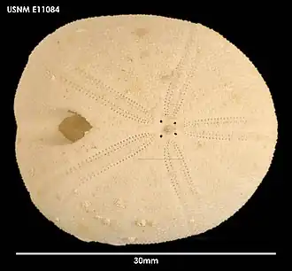 Apatopygus recens (Apatopygidae)