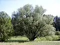 Le saule remarquable de Ape