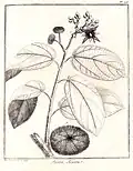 Illustration de Apeiba aspera (=Apeiba glabra) d'après Aublet, 1775 (publication originale). (Pl. 216) Explication de la Planche deux cent seizième. - 1. Écailles. - 2. Capſule..