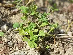 Alchémille oubliée.