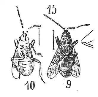 Aphanus dilatatus 1937 Nicolas Théobald Holotype Am132 et am136 p.365 pl. XXVII Hémiptères du Stampien d'Aix -en-Provence.jpg