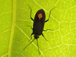 Vue dorsale sur une feuille au Portugal.