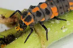 Larve grise, orange et noire mangeant un petit insecte.