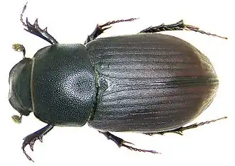 Aphodius obscurus.
