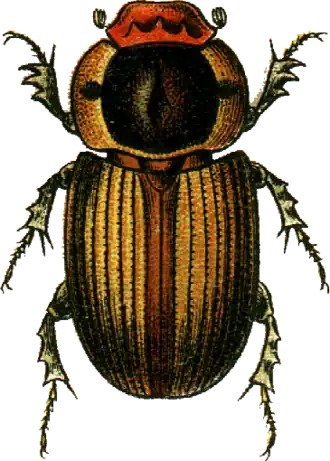 Description de l'image Aphodius sordidus Jacobson.png.