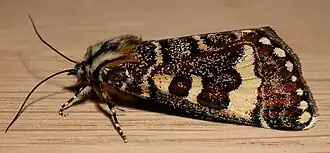 Description de cette image, également commentée ci-après