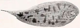 Description de l'image Apionichthys unicolor.jpg.