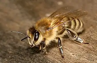 Hymenoptera - Apis mellifera