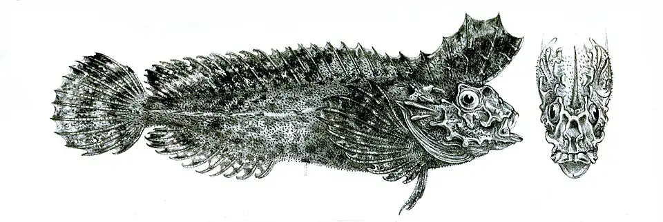 Aploactisoma milesii