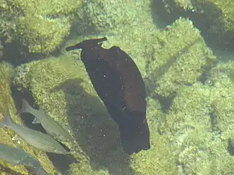 Description de cette image, également commentée ci-après