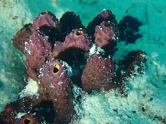 Description de l'image Aplysinella rhax.jpg.