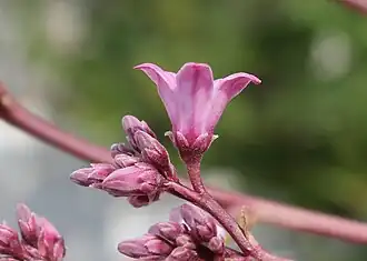 Fleur campanulée vue de profil.
