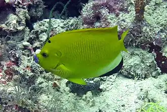 Un poisson-ange à trois taches (Apolemichthys trimaculatus)