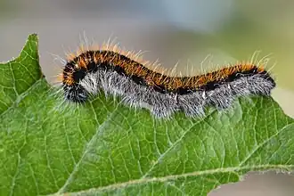 Chenille.