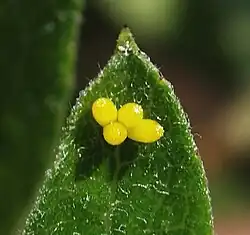 Œufs sur Crataegus.