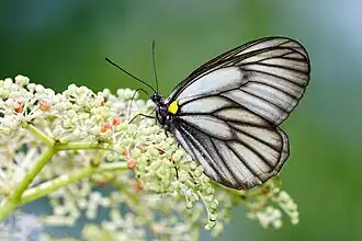 Aporia genestieri