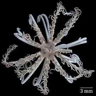 Aporometra wilsoni, une Aporometridae