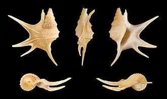 Aporrhais serresianus