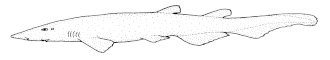 Description de l'image Apristurus_macrorhynchus_(Flathead_catshark).gif.