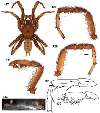 Description de l'image Aptostichus asmodaeus anatomy.jpg.