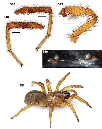Description de l'image Aptostichus chavezi 01.jpg.