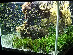 Un bac d'exposition rempli de nombreux poissons-clowns à l'aquarium de Monaco.