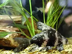 Spécimen en aquarium