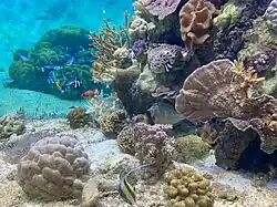 Aquarium représentant le lagon de Moorea avec ses coraux et ses poinssons