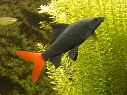 Epalzeorhynchos bicolor.