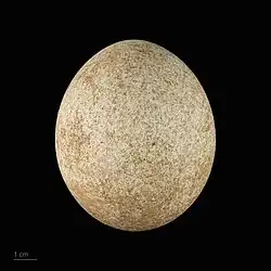 Aquila chrysaetos chrysaetos - MHNT.