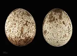 Œufs d'Aquila chrysaetos homeyeri - MHNT.